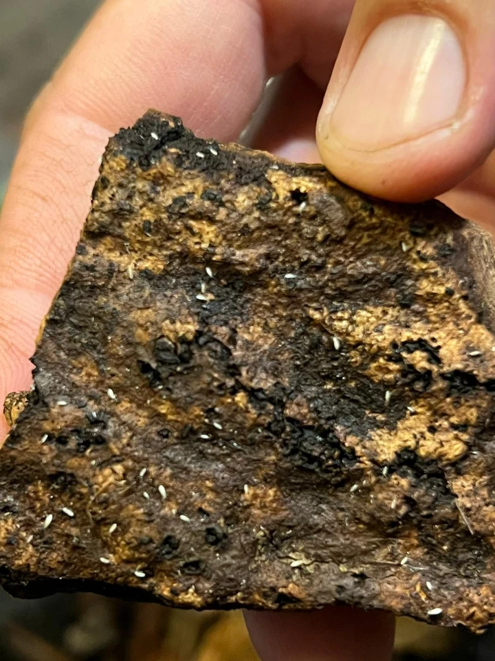 Starter Collemboli Tropicali - Artropodi - Immagine 1 di 1