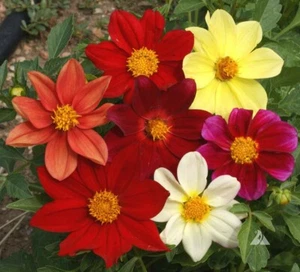 Dahlia MIXED COLORS DWARF 10-16" Cut Flower Garden Annual USA Non-GMO 200 Seeds - Picture 1 of 11