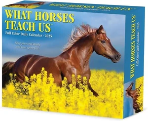 Willow Creek Press What Horses Teach Us Daily 2025 Box/Desk Calendar - Picture 1 of 4