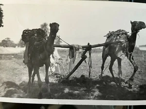 Thebes Ploughing as nowaday two camels RPPC postcard plowing agriculture - Picture 1 of 2