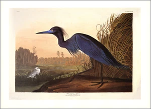1997 Vintage Print Blue Heron Crane Bird Charleston South Carolina Art Audubon - Picture 1 of 3
