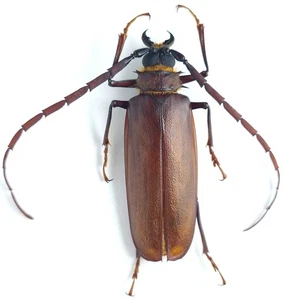 Cerambycidae Prioninae Derobrachus procerus Honduras 58 mm - Picture 1 of 2