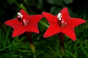 10 X RARE CARDINAL VINE SEEDS-CARDINAL CLIMBER VINE-GARDEN PLANT-PATIO FEATURE - Picture 1 of 5