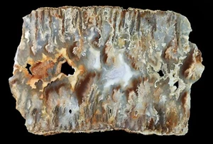 Absolut wunderschöne große Friedhofspitze Feder Achat Präparat poliert - Bild 1 von 2