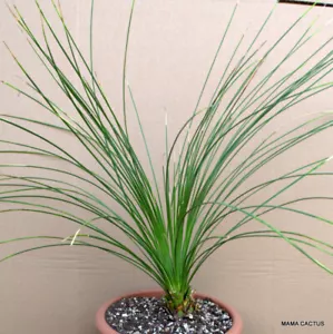 A905 DASYLIRION LONGISSIMUS olla 27 cm H 5 cm W 5 cm MaMa Cactus - Imagen 1 de 4