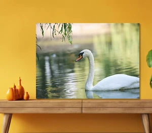 Beautiful Swan & Lake 5mm thick Plastic Poster Ready to Hang 60x45cm - Picture 1 of 3