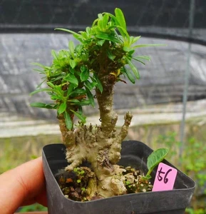 Pachypodium lamerei Drake Cristata Own Root WYSIWYG Cristata monstata - Picture 1 of 1