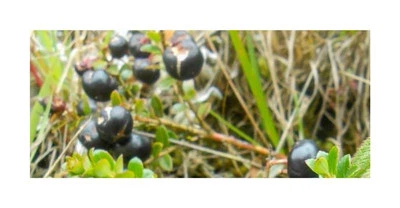 10x Gaultheria myrsinoides Pernettya prostrata Garten Pflanzen - Samen B987 - Image 1 of 4