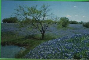 Vintage Texas TX Bluebonnet Trail State Flower Flowers Postcard Ennis - Picture 1 of 4