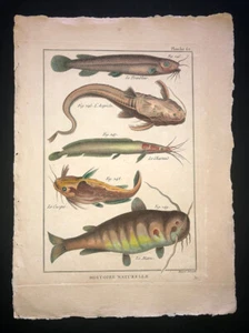 BONNATERRE - CATFISH - PL.62 - FOLIO ORIGINAL HC FISH PRINT - PRINTED 1788 - Picture 1 of 1