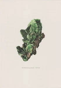 Kupferuranglimmer Torbernit Farbdruck 1967 Mineralien Gesteine C. Caspari - Picture 1 of 1