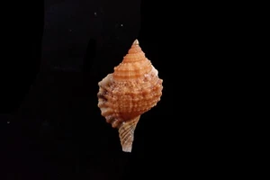 Cáscara de mar - Cymatium muricinum - 35 mm - ¡BONITO COLOR!! - Imagen 1 de 3