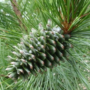 Pinus koraiensis (Korean Pine) Tree Seeds, Edible Pine Nuts, Long Lifespan - Picture 1 of 7