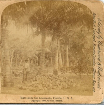 FLORIDA, Harvesting The Coconuts, c.1891-Underwood Stereoview T12 - Изображение 1 из 4