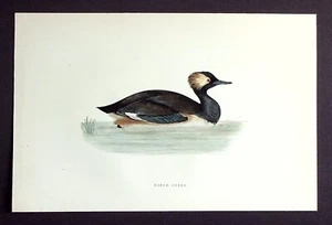 EARED GREBE, original antique ornithilogical print, bird, MORRIS, 1897 - Picture 1 of 2