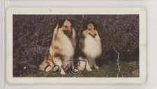 1961 Horniman's Dogs Tea Shetland Sheepdog #39 0e3
