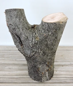 6" Apple Wood Stick Log Chunk Carving Crafts Live Edge Y Forked Crotch 2 5/8"D - Picture 1 of 14