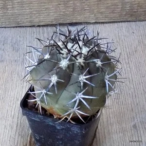 D6319 COPIAPOA ECHINOIDES pot6-H7,5-W8,5 cm MaMa Cactus - Picture 1 of 4