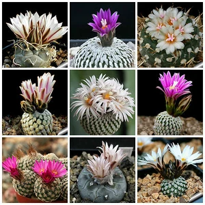 60 semi in miscuglio di Turbinicarpus mix ,piante grasse,seed cactus mix - Foto 1 di 1