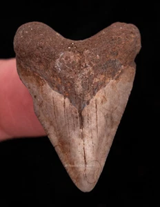 Baby Megalodon Shark Tooth Ashepoo River Fossils 1.60”  0505 - Picture 1 of 2