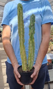 Trcko cereus bridggesii f. MONSTER MAJOR , PLANT echinopsis ebay-10 - Foto 1 di 11