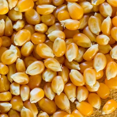 Semi di mais Italia per pop corn 1kg senza OGM in macchina per popcorn o padella - Image 1 of 4