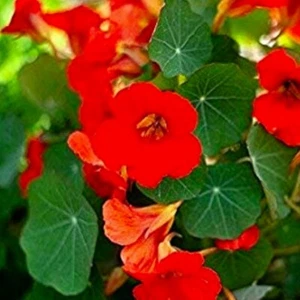 Empress of India Nasturtium Flower Seeds  | NON-GMO |  Fresh Flower Seeds - Picture 1 of 2