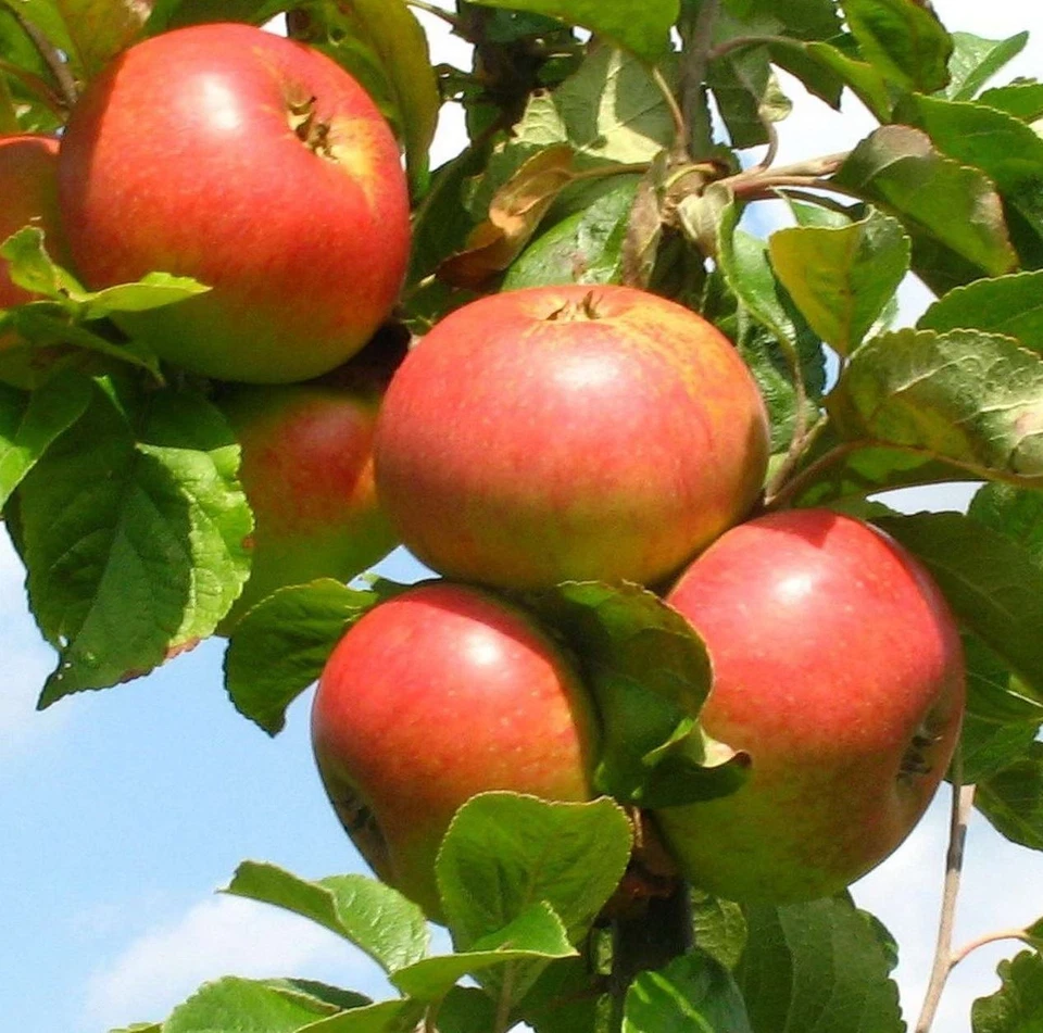 James Grieve Apple Dwarf Patio Fruit Tree 3-4ft Supplied in a 5 Litre Pot - Image 1 of 1