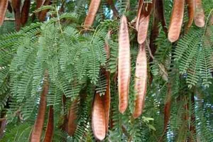 50 semi di leucaena leucocephala, semi di piombo, semi di albero miracoloso - Foto 1 di 5