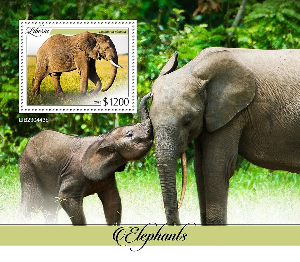 Elephants MNH Stamps 2023 Liberia S/S - Image 1 of 1