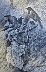 1885 Decorative Sentiment in Birds Motmot Baya Hammer-Head illustrated - Picture 1 of 5