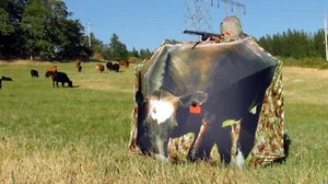 Moo Cow Decoy/Pirschrollo/Trekkingstock - Bild 1 von 8