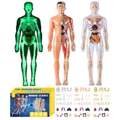 Anatomy Model Human Body Model 3D Body Puzzle STEM Toys Scientific Experiment - image 1 of 4