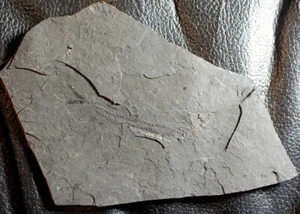 Dos peces. Desconocido pez fósil del Oligoceno y Centriscus heinrichi - Imagen 1 de 3