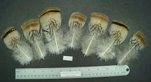 Seven 4.5" to 5.75" Tiger Pencilled Saddle Flat Turkey Feathers Lot-SF 359 - Picture 1 of 3