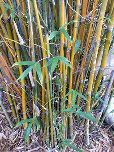 Clumping Non invasive Bamboo Starter Plant. Privacy Screen! Fast Growing! - Picture 1 of 5