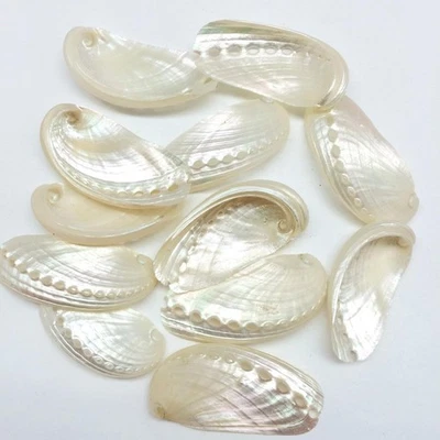 12PC Pearlized Mule Ear Abalone Seashell, 2 Inch ~ 2-1/2 Inch - Image 1 of 4