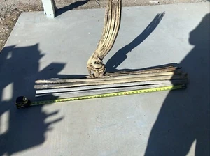 Little Saguaro Cactus Skeleton Arm - Picture 1 of 6