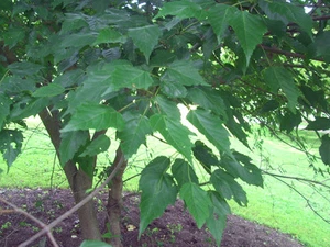 20 SEMILLAS DE ARCE CON HOJAS DE ESPIGAS - ACER TETRAMERUM - Imagen 1 de 8