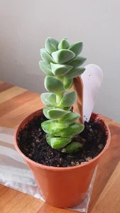 Crassula 'Moonglow' - Picture 1 of 6