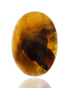 Blatt mit Pilzhyphen, fossiler Insekteneinschluss in burmesischem Bernstein - Bild 1 von 3