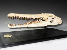 Maroccosuchus crocodile fossil