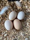 American Bresse Hatching Eggs (box of 10 plus 2 extra)