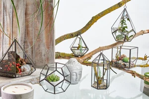 Glas Terrarium Vitrine Vitrine hängend freistehend Moos Pflanze Blumen Pflanzgefäß - Bild 1 von 21