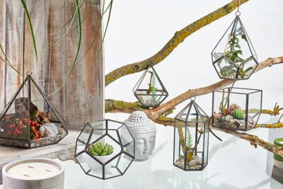 Glas Terrarium Vitrine Vitrine hängend freistehend Moos Pflanze Blumen Pflanzgefäß - Bild 1 von 3