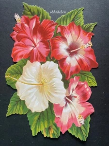 # GLANZBILDER # EF 5104 Bild - Karte / Riesenoblate ,  Hibiskus  # - Bild 1 von 2