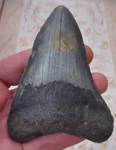 Großer Megalodon Zahn - 4,197 Zoll (10,66 cm) - Bild 1 von 6