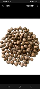 3 Lbs 2025 Jumbo Organic GA Hickory Nuts In The Shell-Deserts/Smokers/Wildlife - Picture 1 of 1
