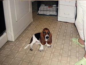Basset Hound Beagle Dog Photo Lot Of 4 Pictures Photographs Puppy - Picture 1 of 6