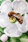 Bee & Apple Flower Original Watercolor Painting Honey Bee Art Meadow